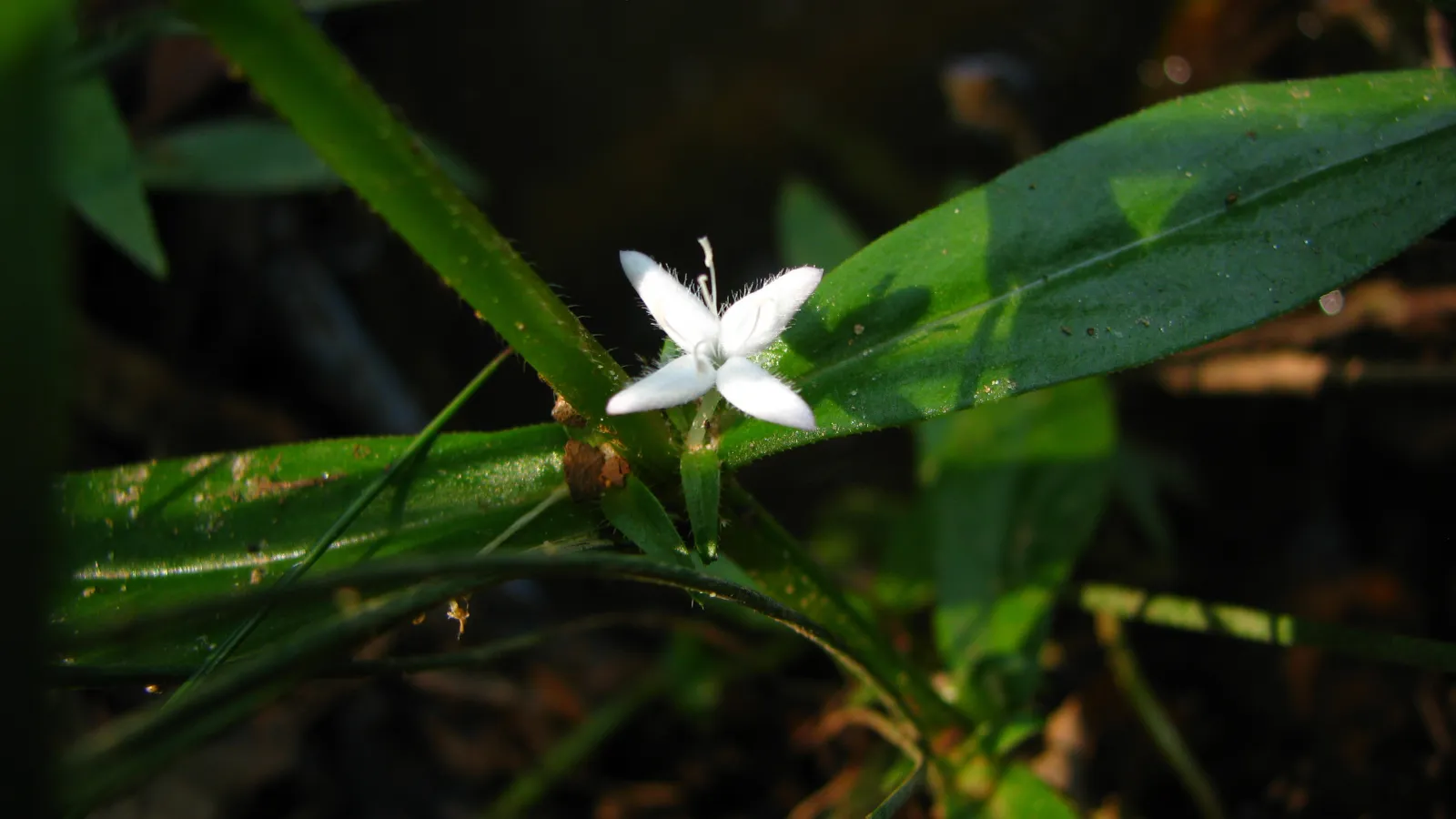 Nuisance Summer Weeds