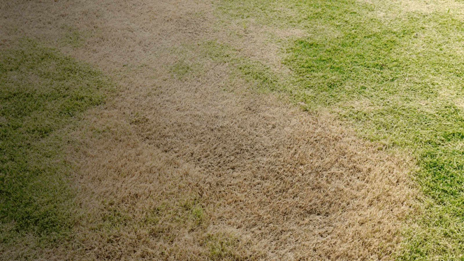 fungus in grass