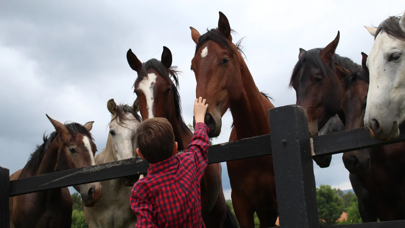 horses with child