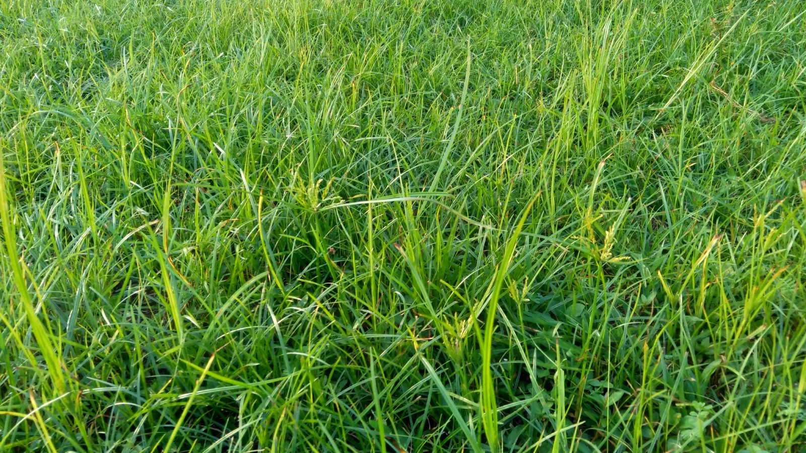 a close-up of some grass