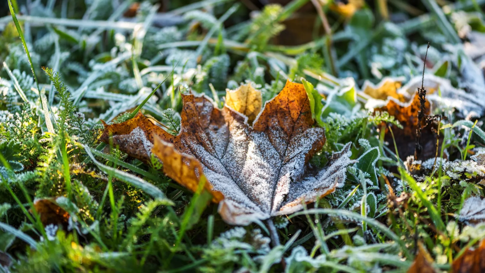 Fall and Winter Lawn Care