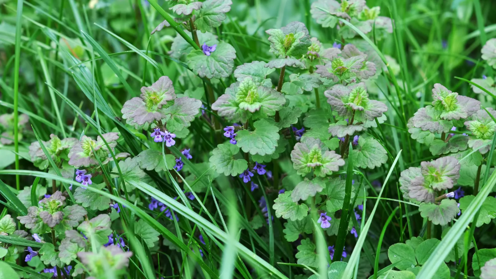 Green grass and ground ivy with small purple flowers in a natural outdoor setting.