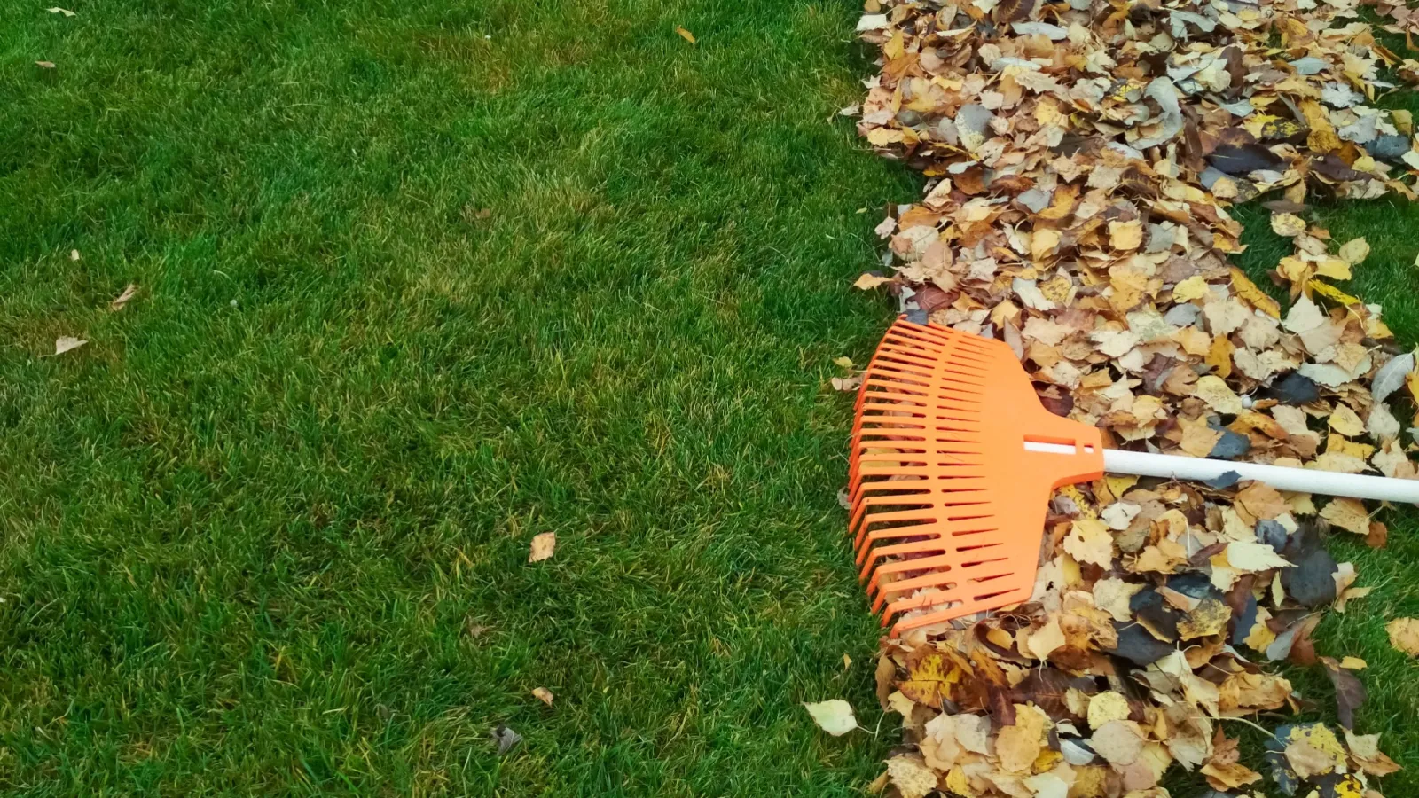 Keeping Leaves Off Your Lawn