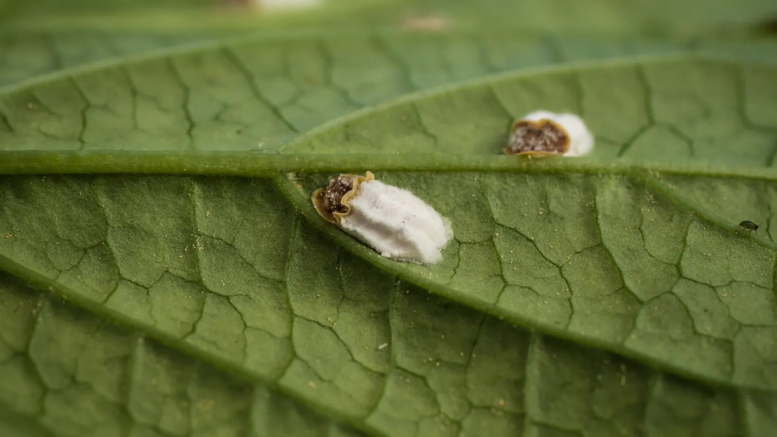 scale insects on leaf