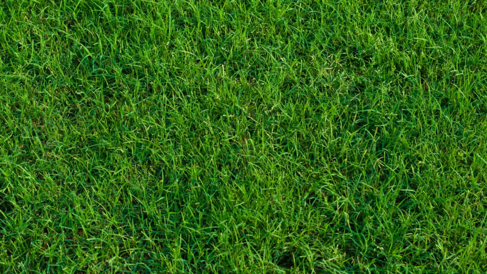 a close-up of some grass