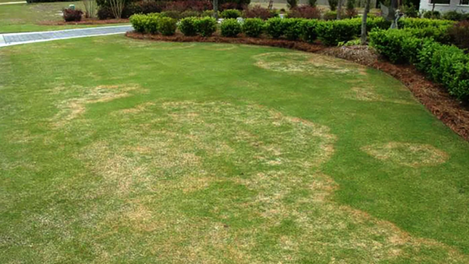 Watch Out For Zoysia Patch Fungus