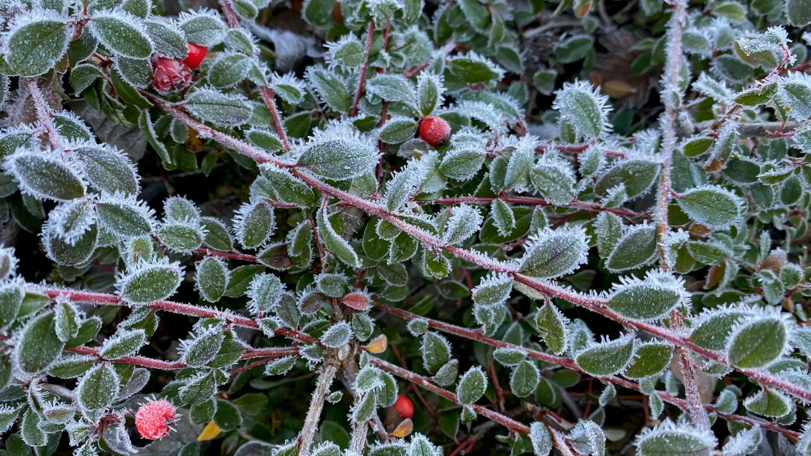 a bush with berries