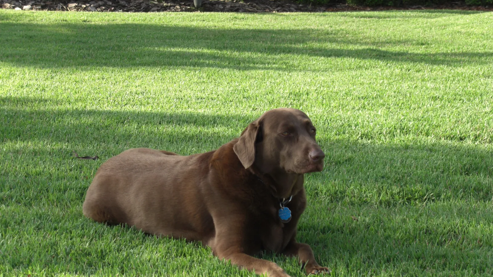 chocolate lab lying in grass