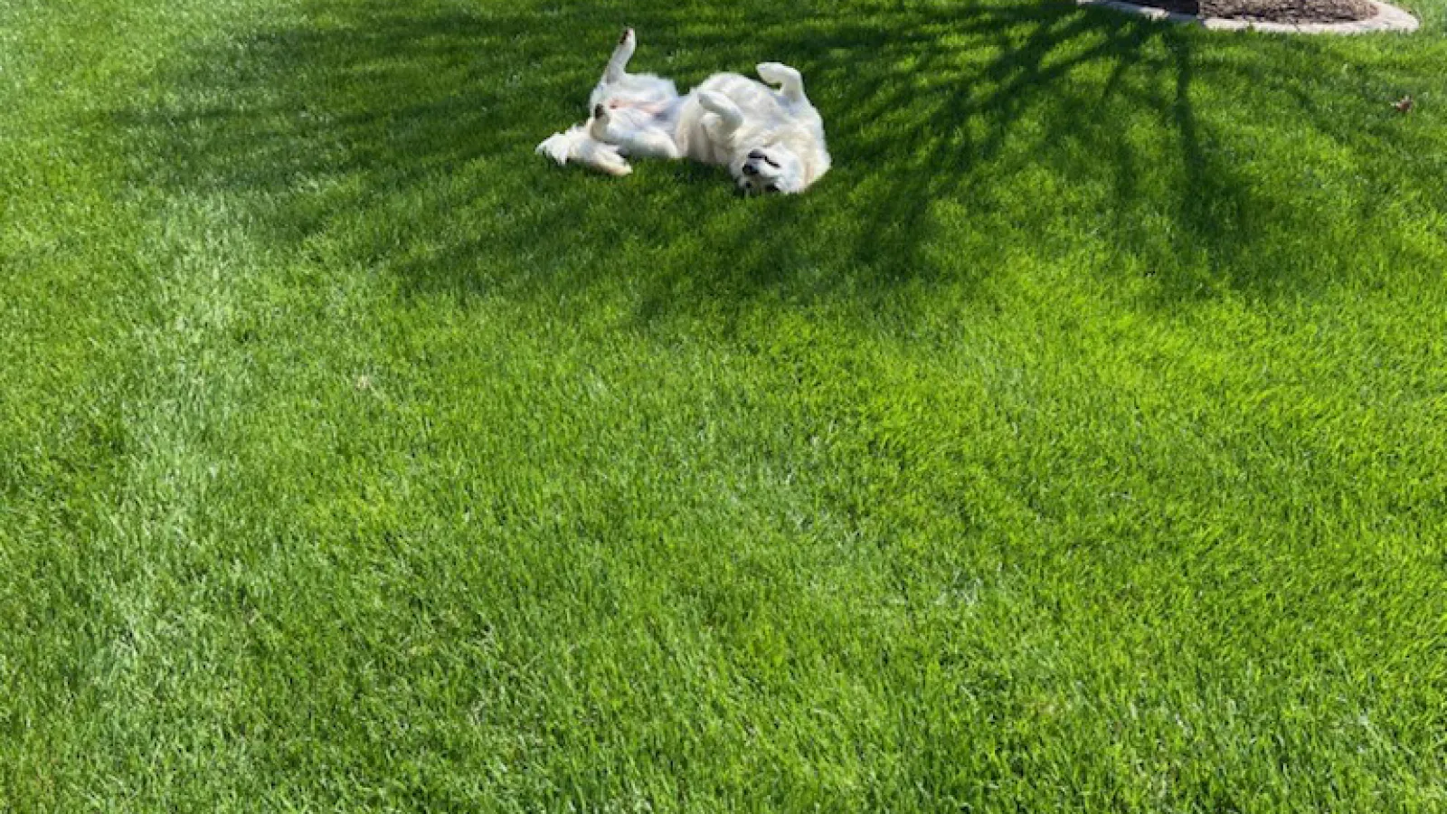 Dog in grass