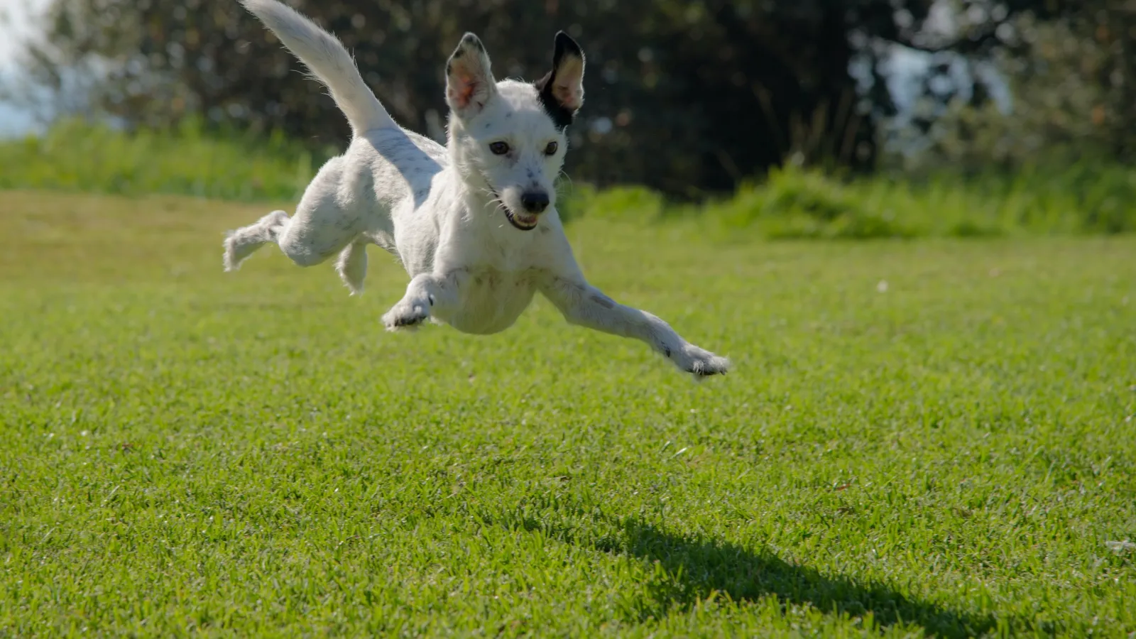 dog playing in yard