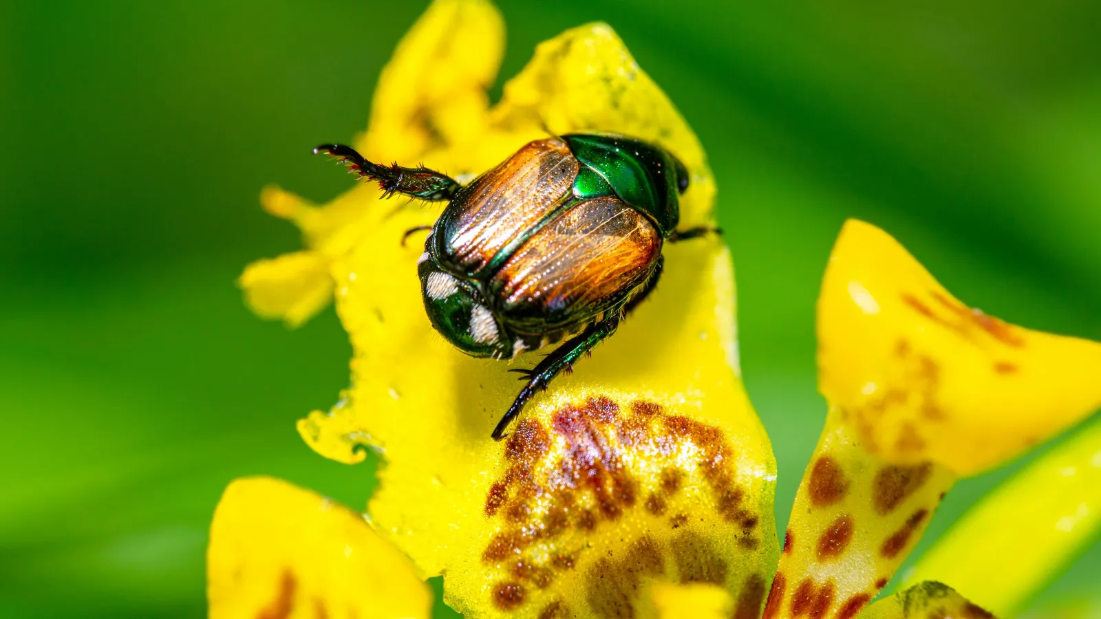 a black and yellow bug on a yellow flower
