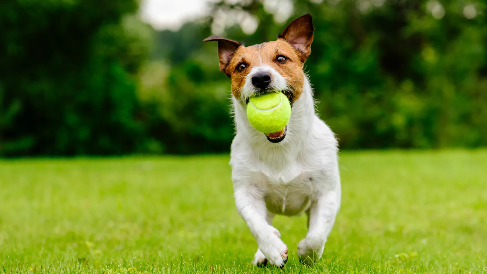 Dog running with ball