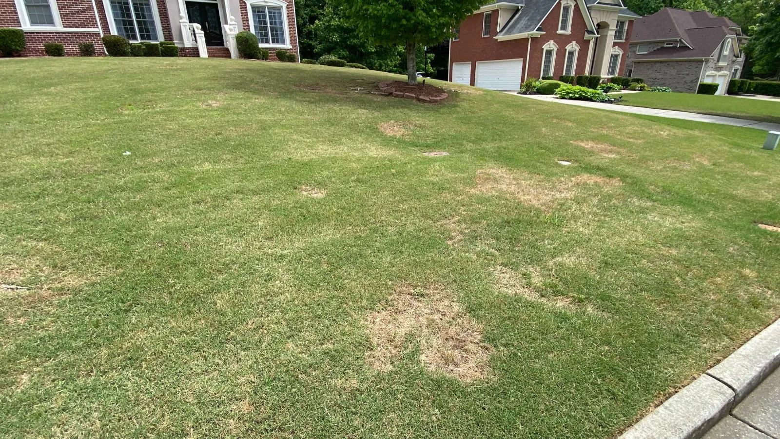 Do You Have Brown Spots In Your Lawn?
