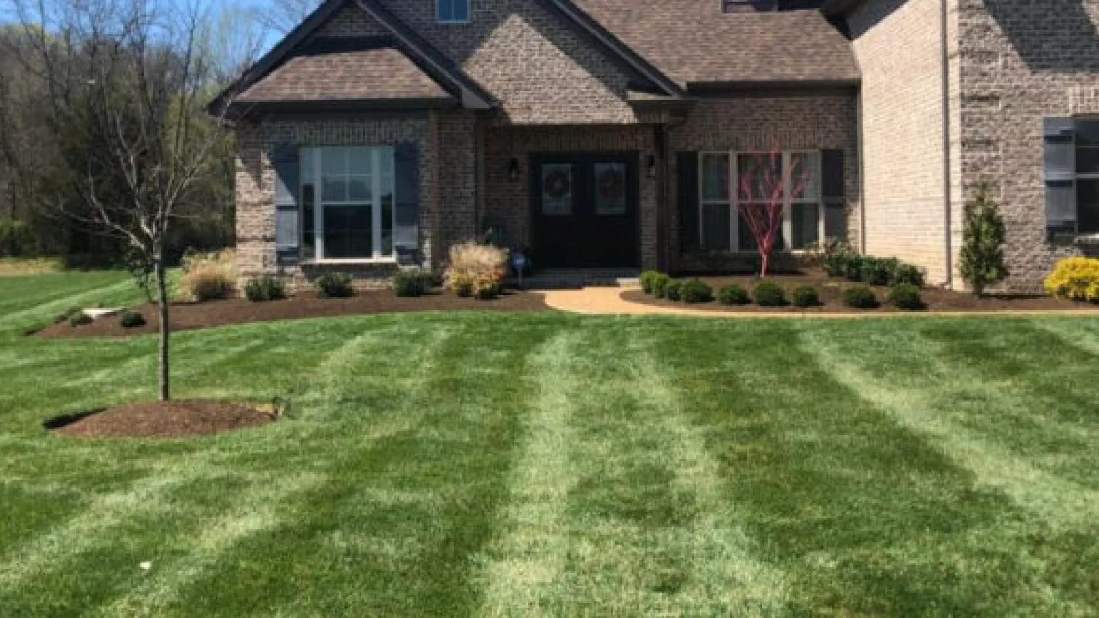 Healthy Fescue Lawn