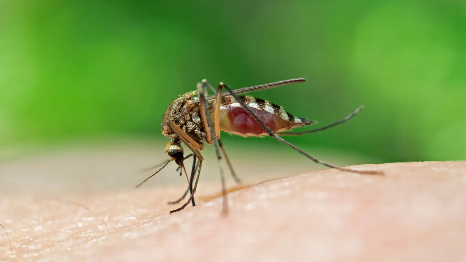 Mosquito on skin