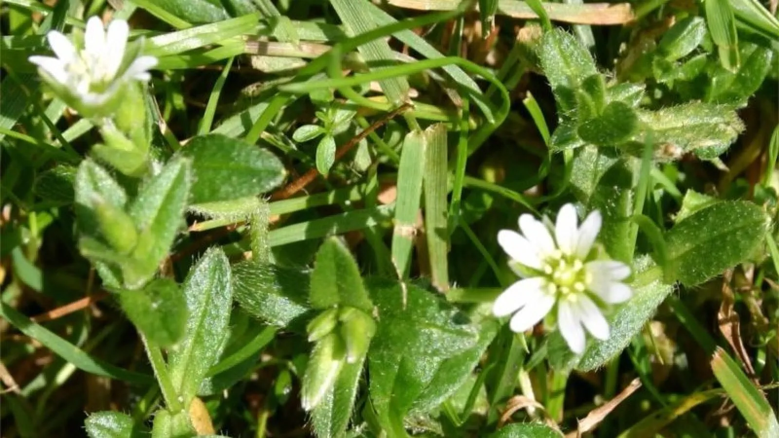 Winter Weeds