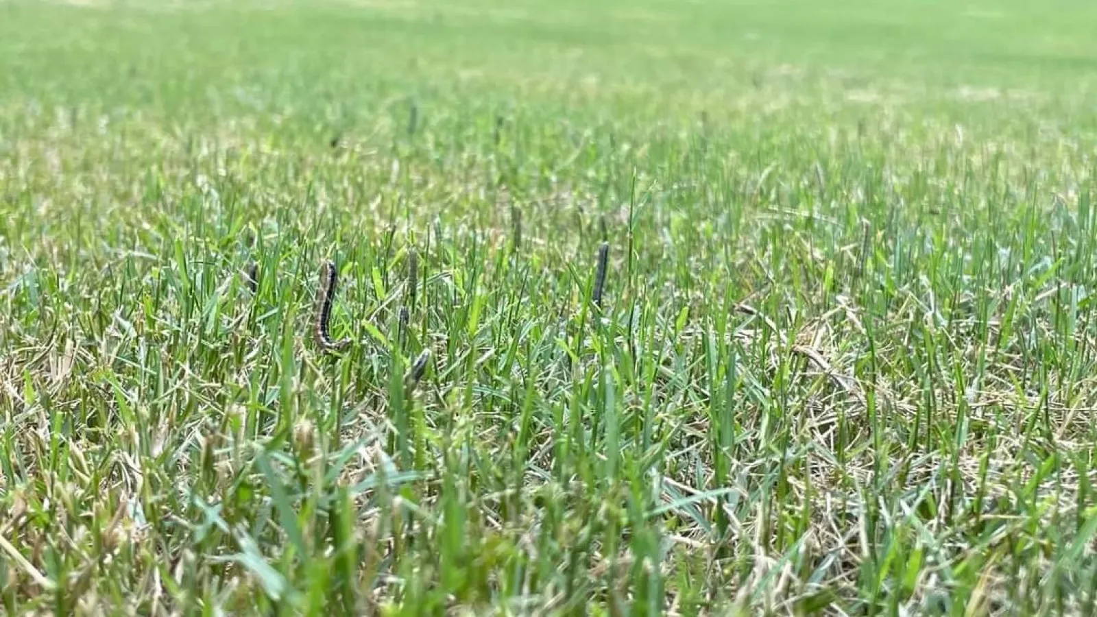 Armyworms at attention on grass blades