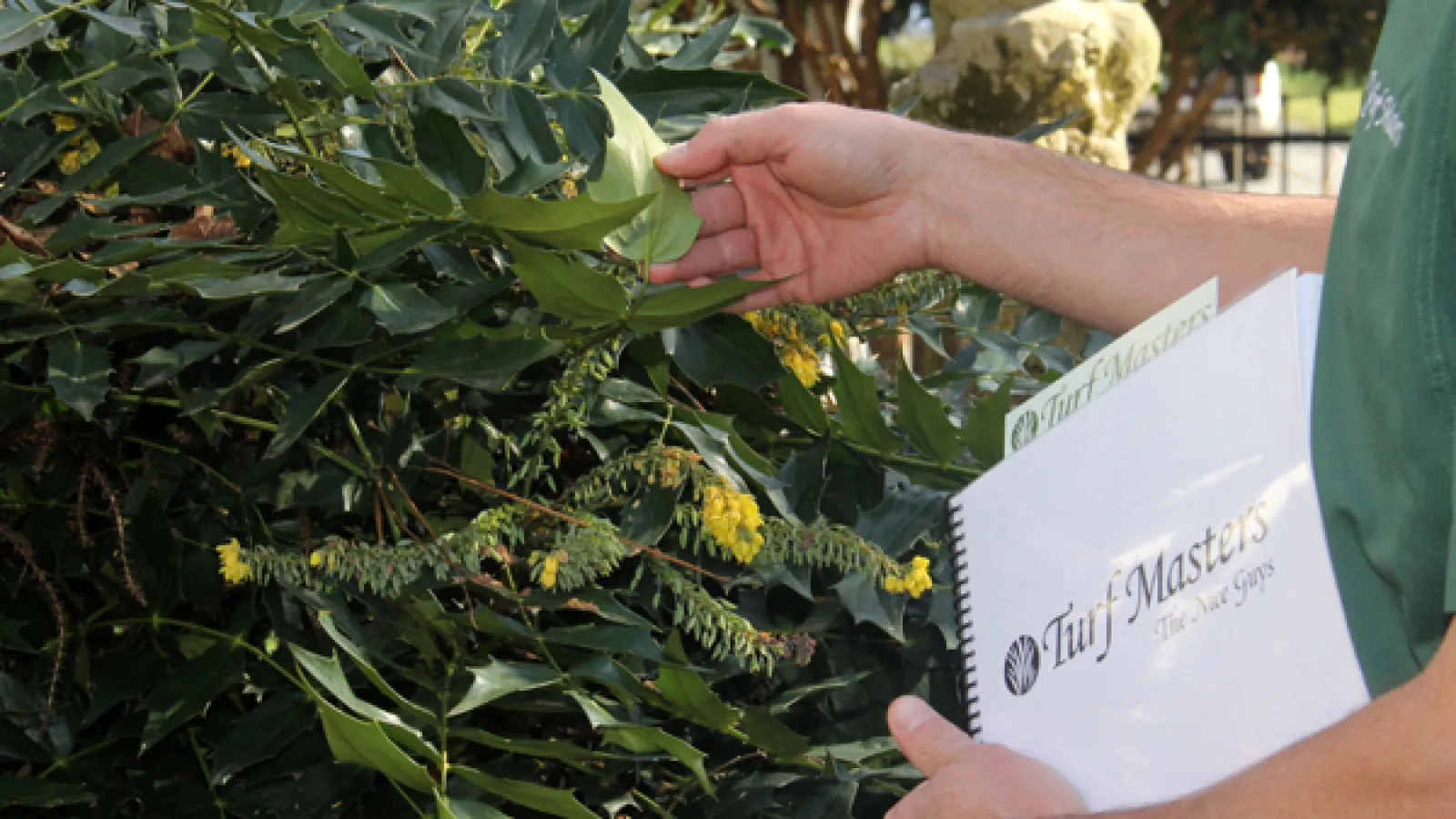 Team member evaluating shrubs