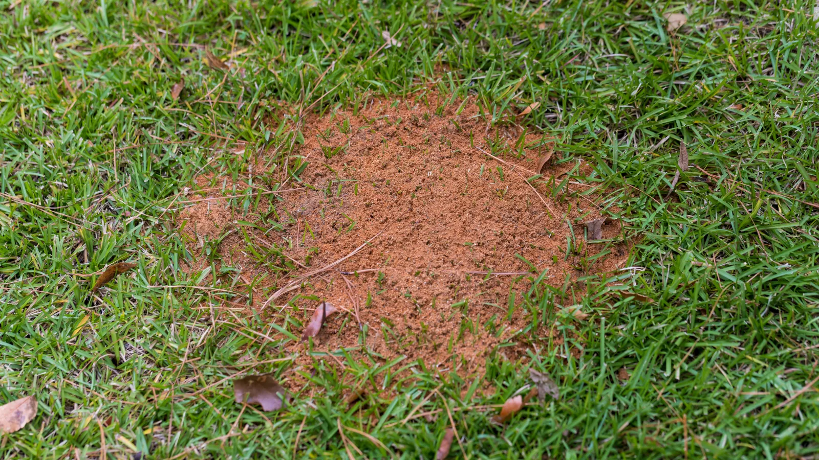 Fire ant bed