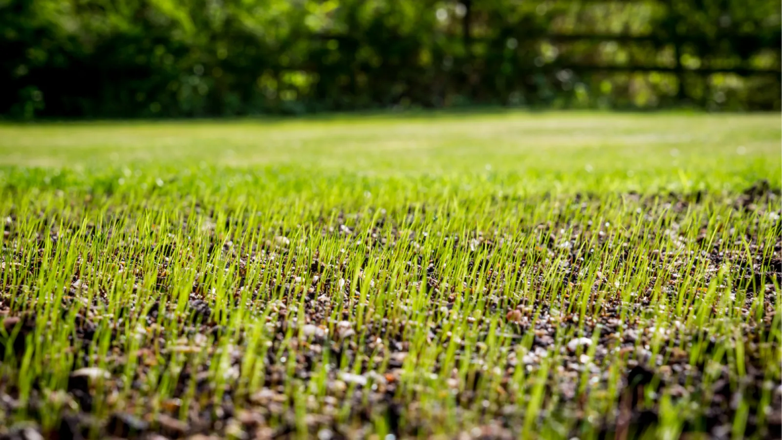 Close-up of fresh green grass sprouts growing densely on soil with a blurred garden fence in the background.