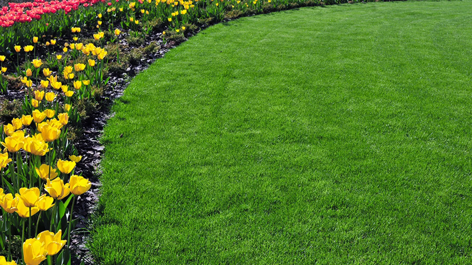 lawn with flowers