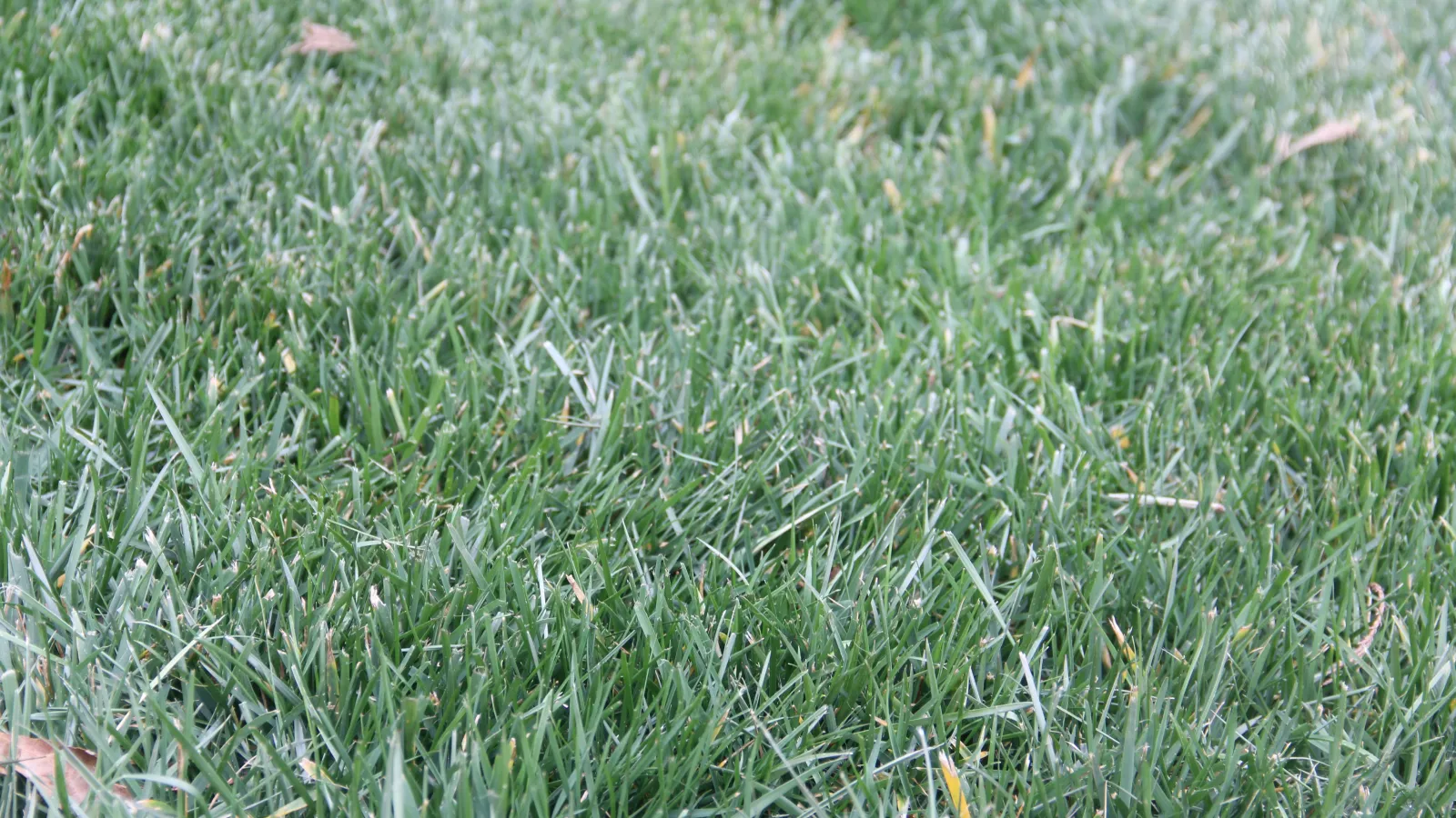 pretty Fescue grass