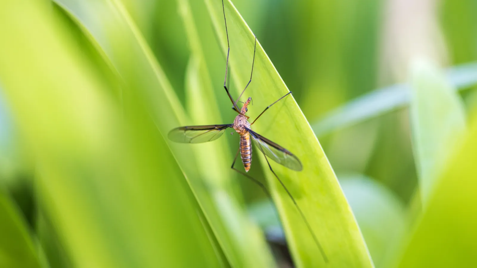 a bug on a leaf