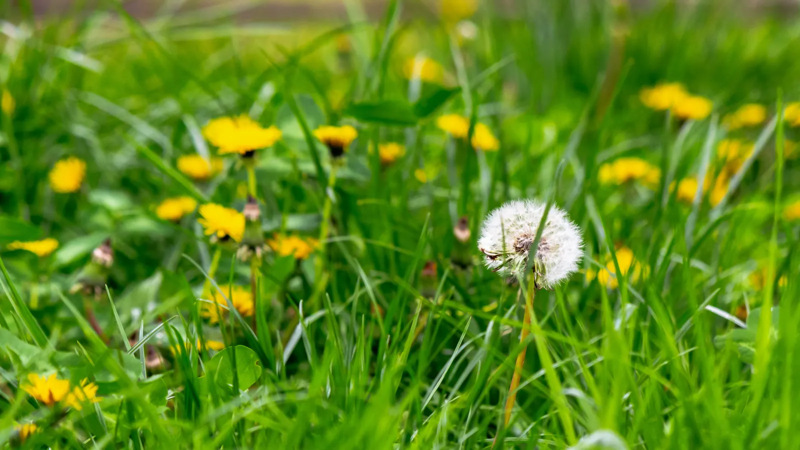 weeds in lawn