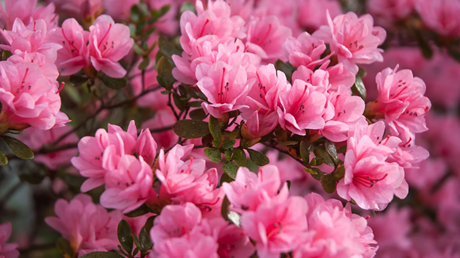 pink flowers