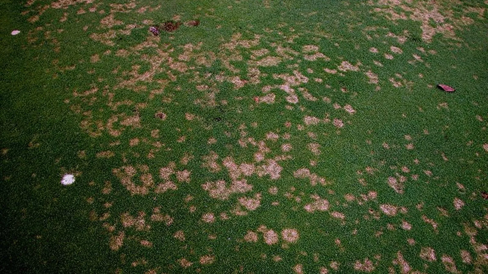 dollar spot fungi Turf Masters Lawn Care