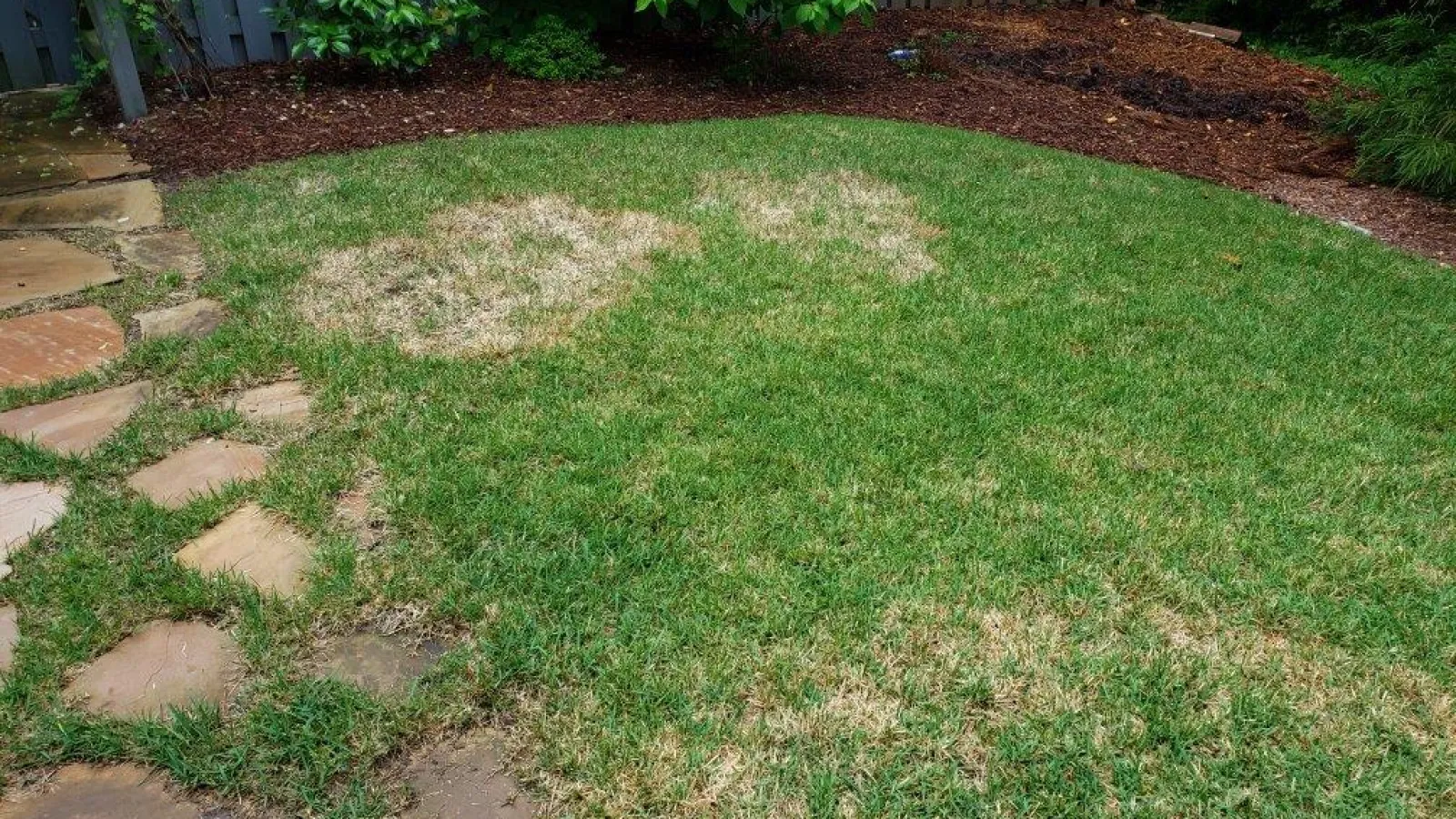 Zoysia Patch