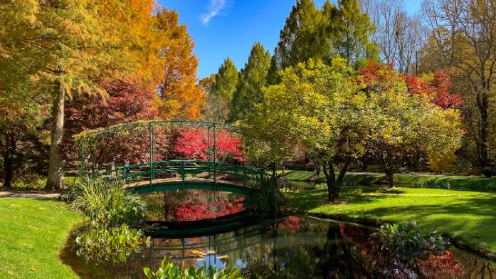 pond with grass and trees