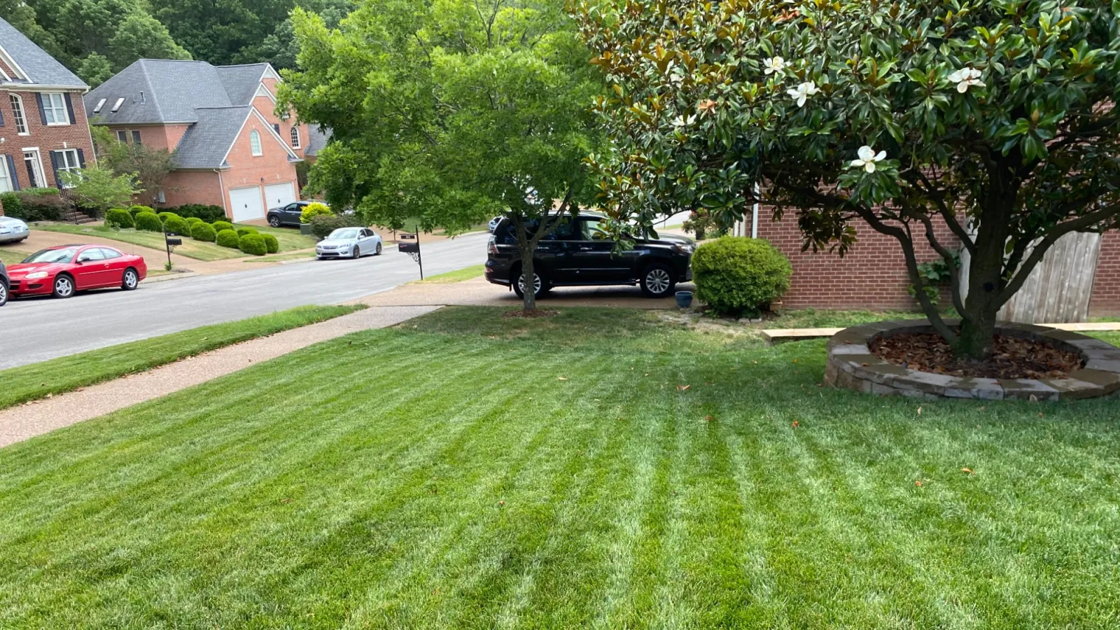 Fescue lawn clearance care