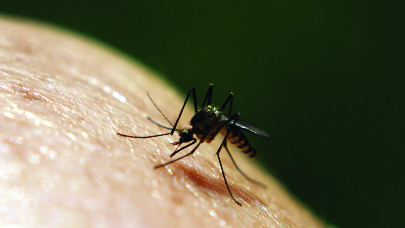 mosquito on human skin