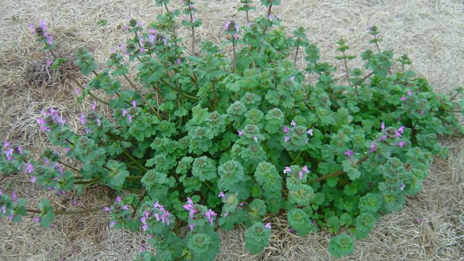 Southern Winter Weeds