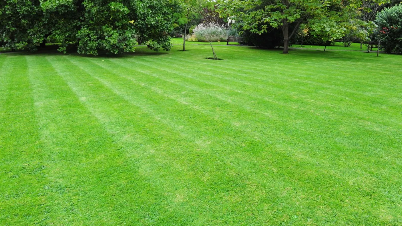 a green lawn with trees