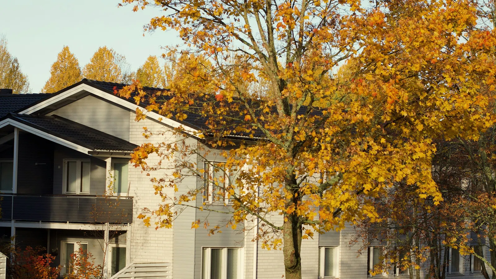 White residential building beside a street with a large tree displaying yellow autumn leaves under clear sky.