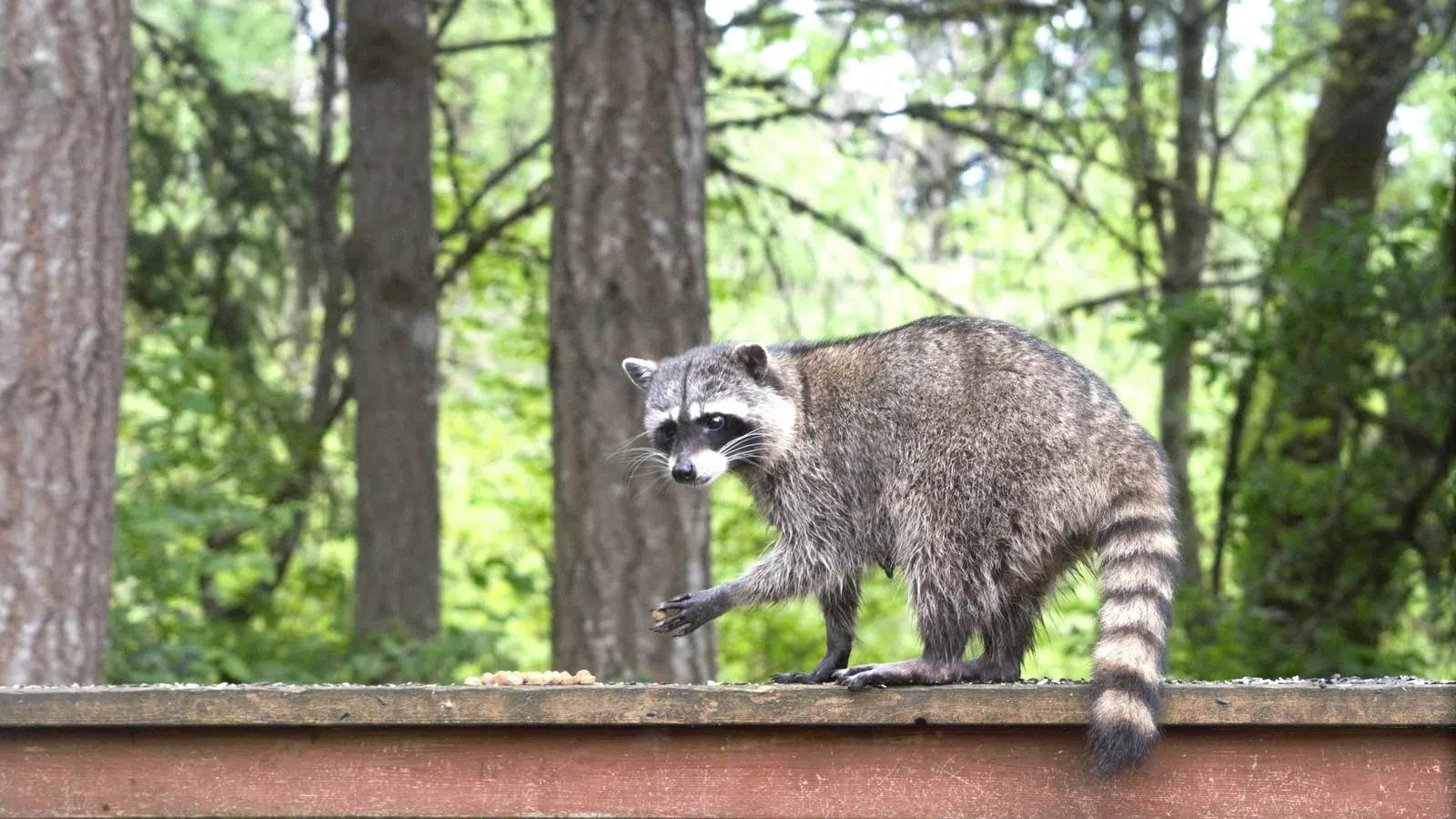 Raccoon walking on wooden railing in a green forest setting with trees in the background