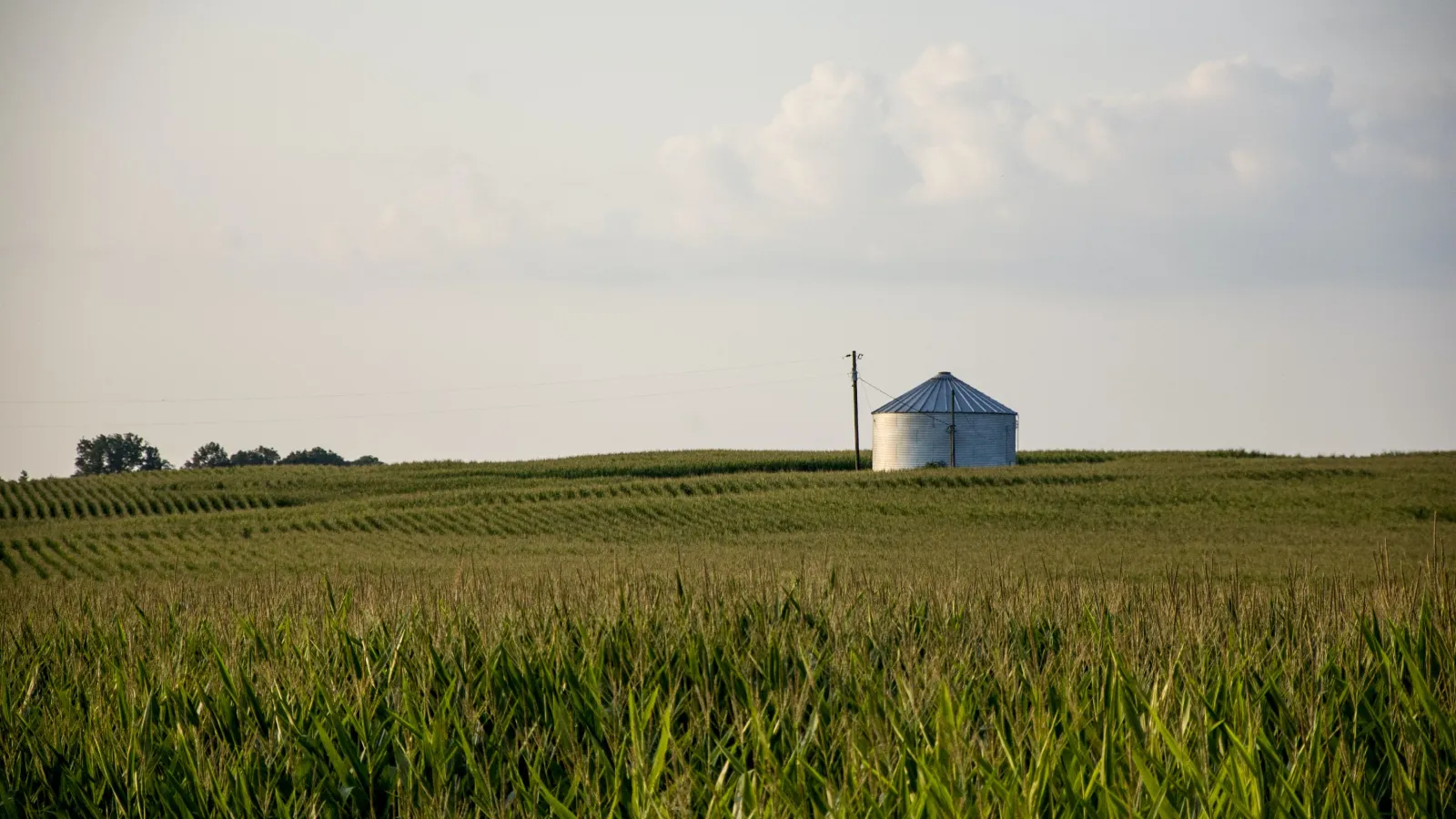 a field of grass with a blue building in the distance