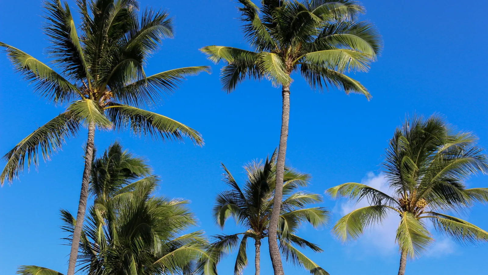 a group of palm trees