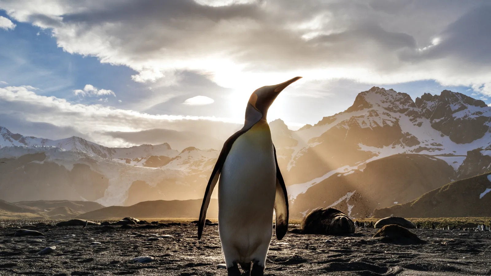 a penguin standing on a rocky surface with mountains in the background
