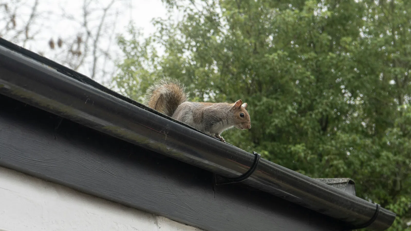 Gray squirrel perched on a black gutter attached to a white building with green trees blurred in background