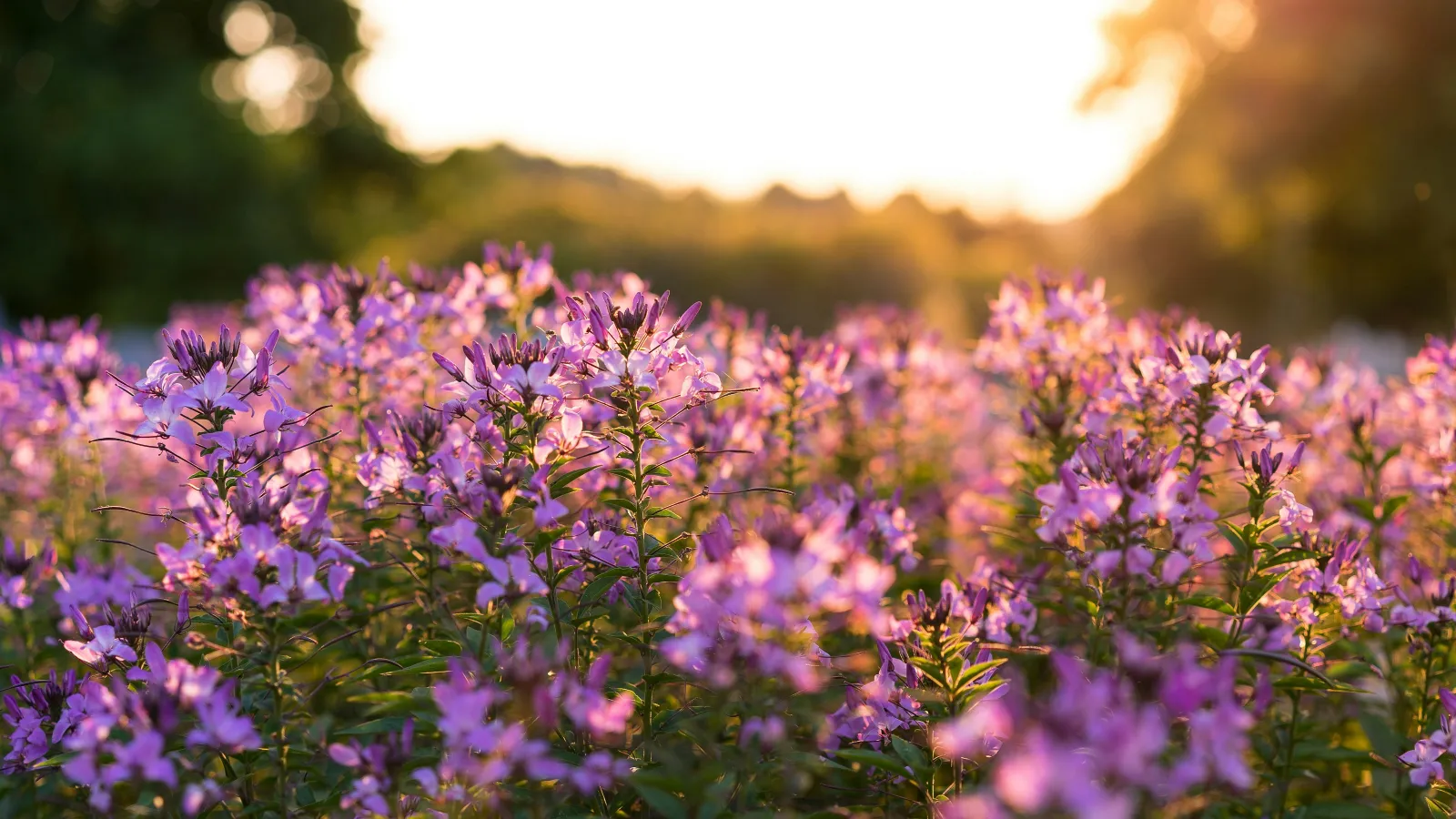 a field of purple flowers