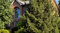Brick house partially hidden by tall evergreen tree and surrounded by green lawn under clear blue sky.