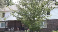 a tree in front of a house