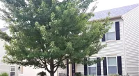 a tree in front of a house