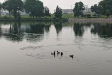 Thumbnail for A group of ducks swimming on a calm lake with trees and buildings reflected in the water under a cloudy sky