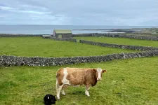 Thumbnail for a cow and a dog in a field