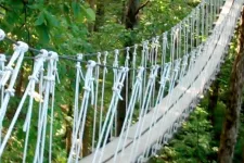 Thumbnail for a close up of a bridge in the forest