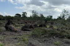 Thumbnail for Cleared forest land with uprooted trees under a cloudy sky showing deforestation and land disturbance.